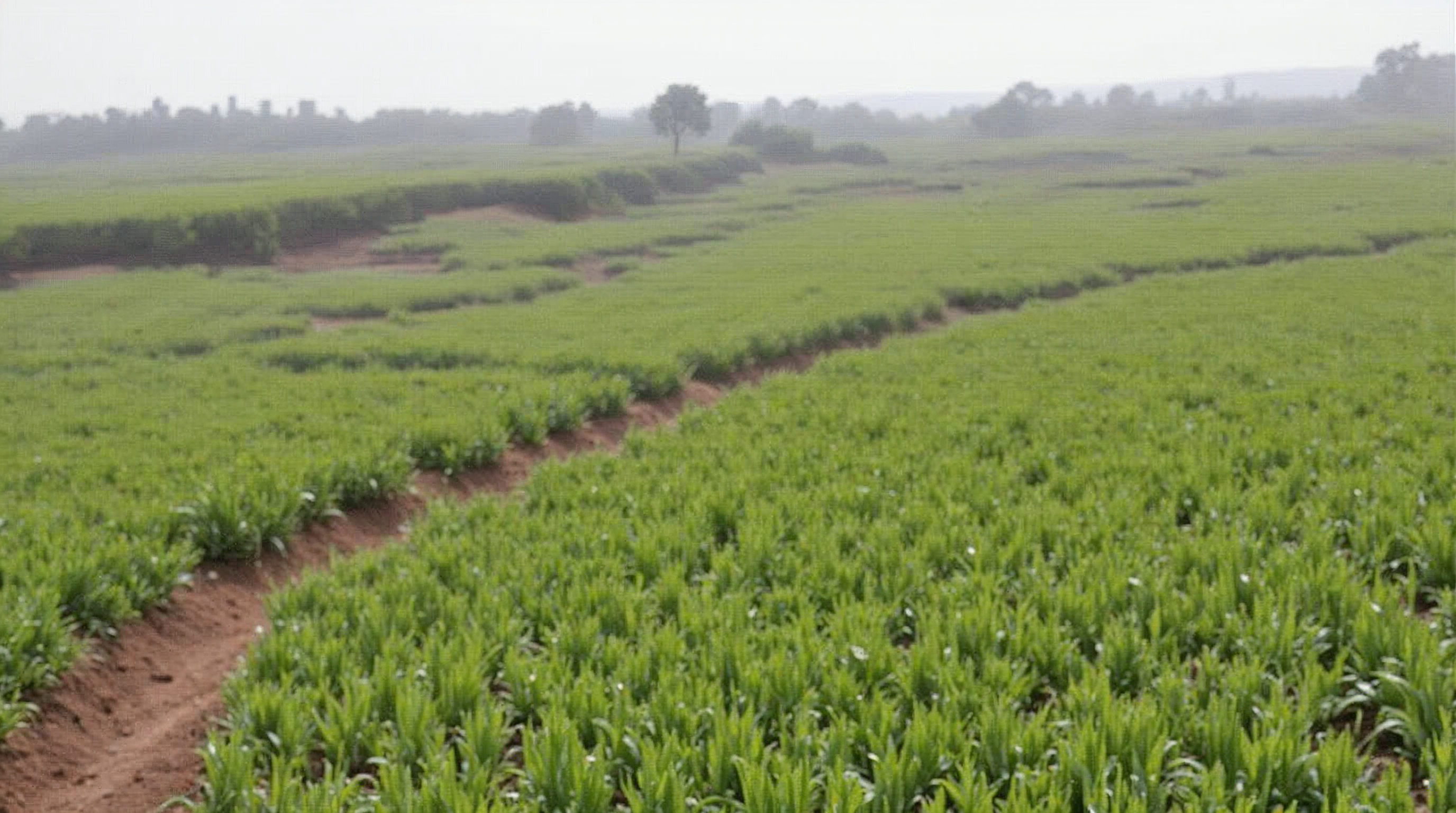 Apprentissage automatique appliqué à l&rsquo;agriculture sénégalaise : Prédiction des rendements et optimisation des cultures